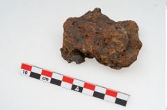 Foto von Feuerbock (NHMW-PRAE-003429)